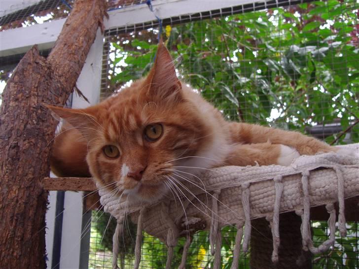 Maine Coon Olmocabe's Paladino - Paladino billede 12