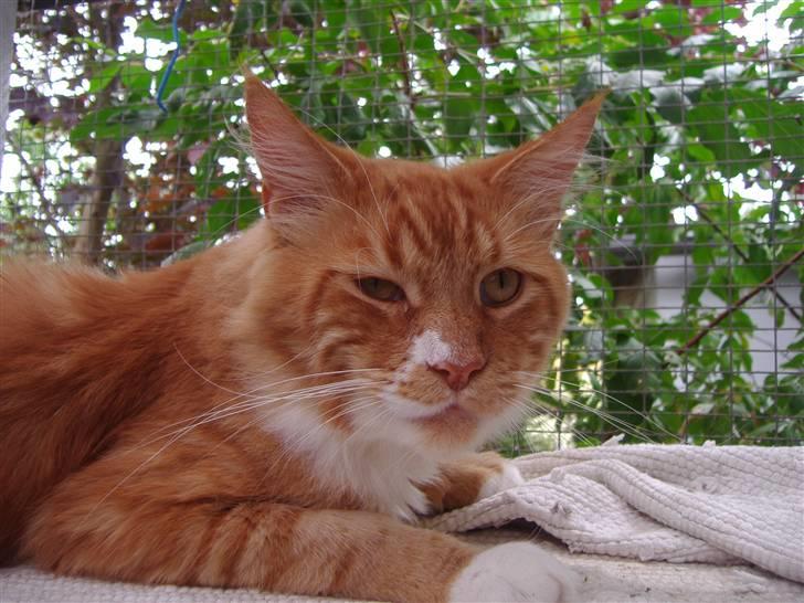 Maine Coon Olmocabe's Paladino - Paladino billede 13