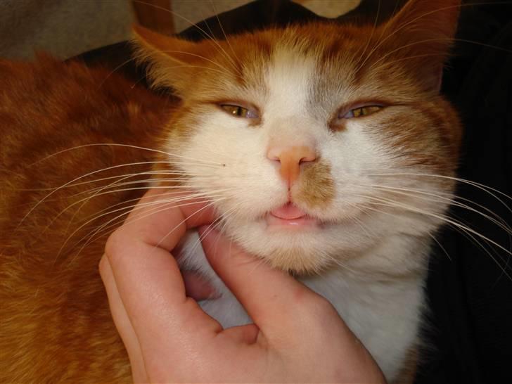 Blanding af racer Cæsar billede 7