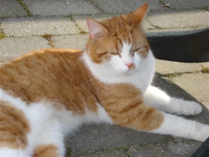 Blanding af racer Cæsar billede 8