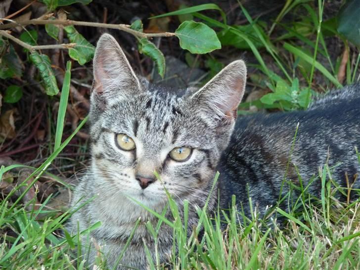 Huskat Nala billede 1