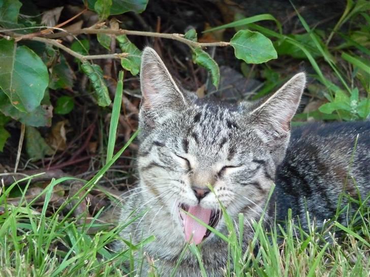 Huskat Nala billede 2