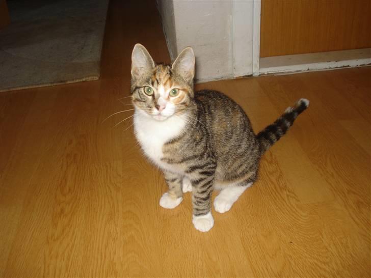 Blanding af racer Tulle  - Her er jeg så :) billede 1