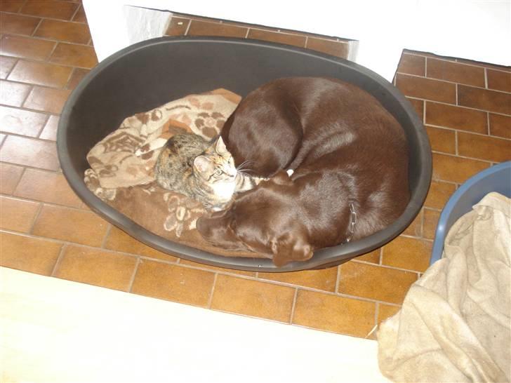 Blanding af racer Tulle  - Her hygger jeg med min bedste ven Cocio billede 2