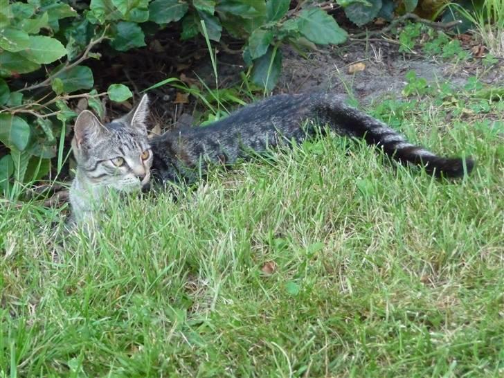 Huskat Nala billede 3