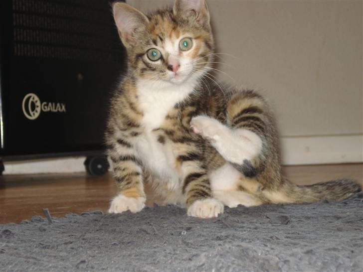 Blanding af racer Tulle  - Åhhh.....det klør lige  billede 3