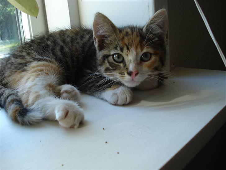 Blanding af racer Tulle  - Elsker at ligge her  billede 4