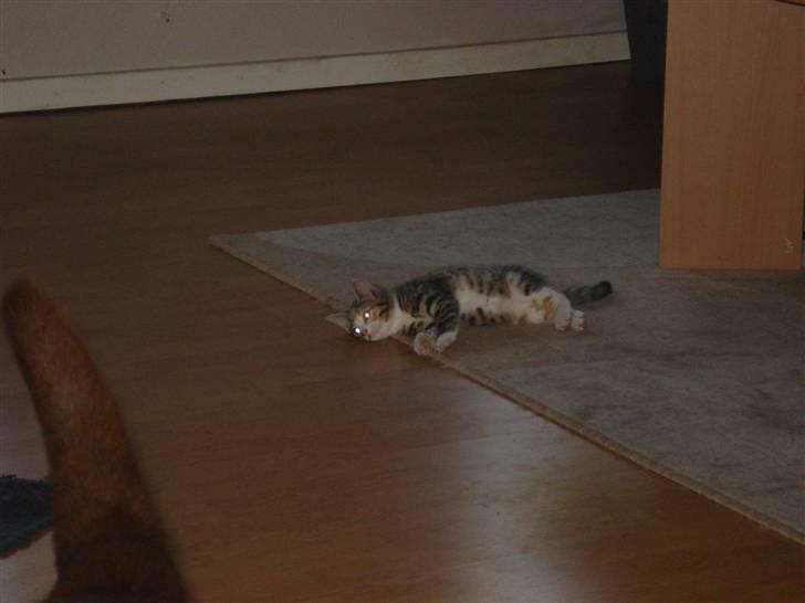 Blanding af racer Tulle  - Åhhh.....jeg er lige lidt træt billede 5