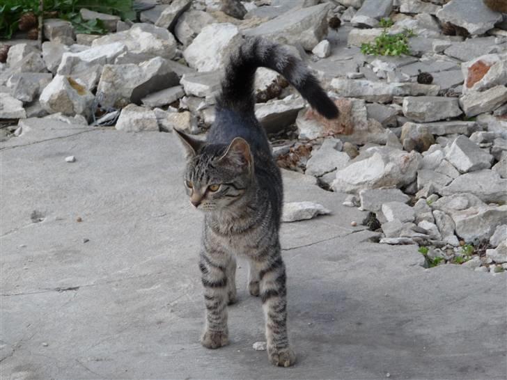 Huskat Nala billede 4