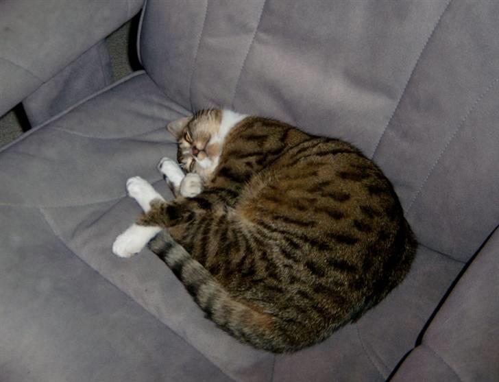 Blanding af racer † Kisser †  |Kiks| - Sammen krøllet Kisser.. billede 1