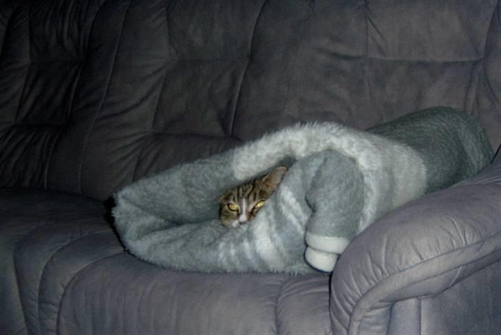 Blanding af racer † Kisser †  |Kiks| - Her kan ingen finde mig.. Haha billede 2