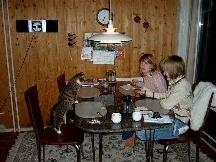 Blanding af racer † Kisser †  |Kiks| - Hvem er det duh har med hjem storesøster.. mig der sidder på den første stol.. billede 3