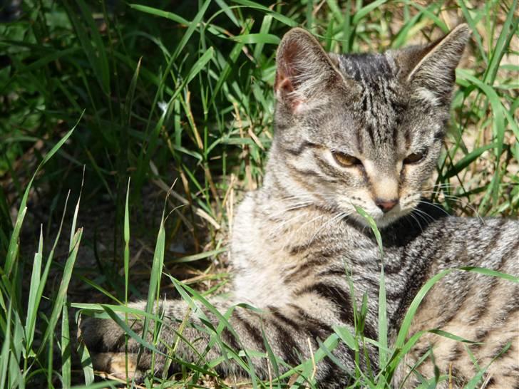 Huskat Nala billede 5