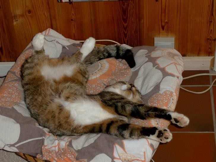 Blanding af racer † Kisser †  |Kiks| - Sig, jeg ligger lidt fjollet.. billede 6