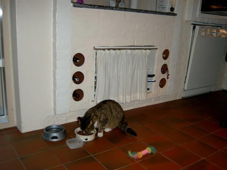 Blanding af racer † Kisser †  |Kiks| - Ingen skal røre min mad.. RRRR billede 8