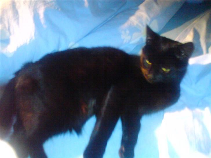 Huskat Jenni billede 1