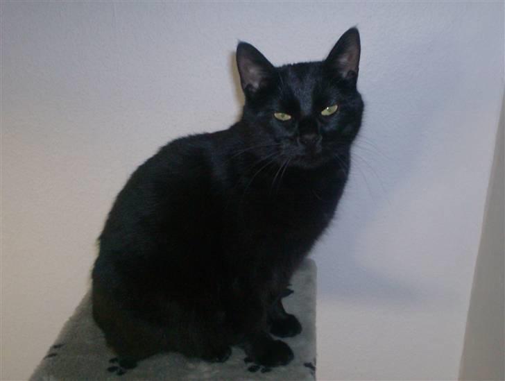 Huskat Jenni billede 2