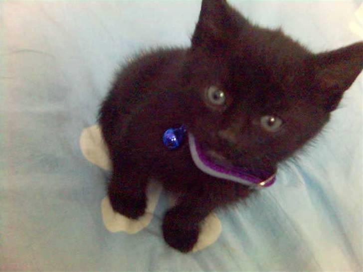 Huskat Jenni - sådan så hun ud der hun var ca de 8 uger gammel  billede 4