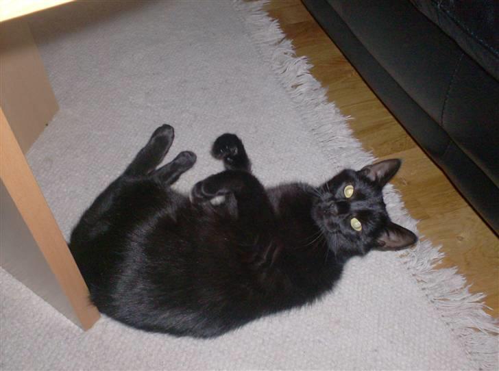 Huskat Jenni billede 5