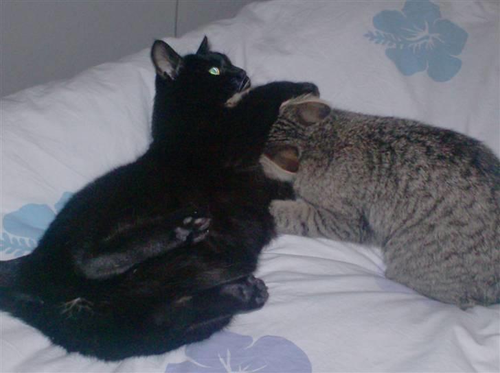 Huskat Jenni billede 6