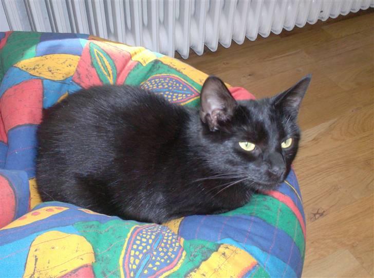 Huskat Jenni billede 7