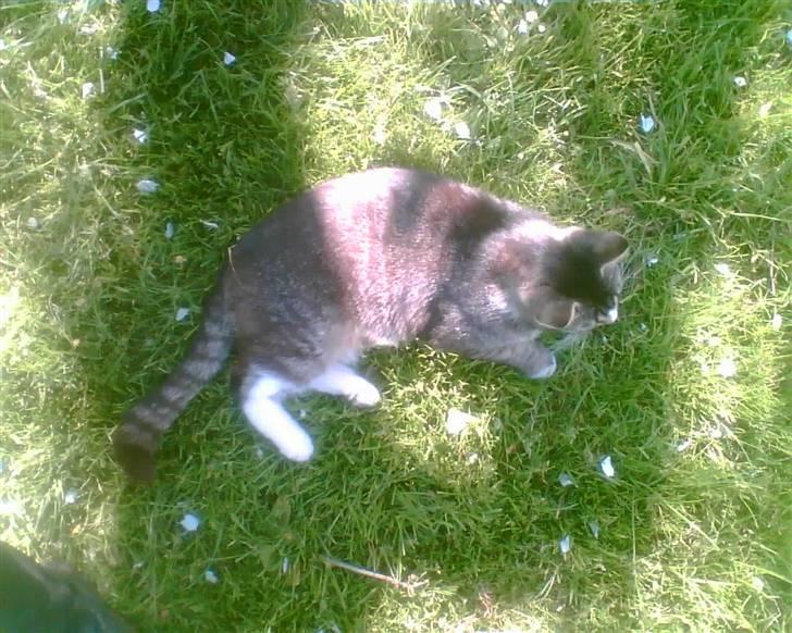 Blanding af racer Bølle billede 9