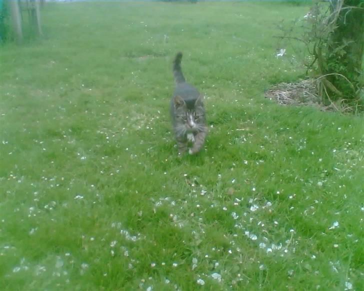 Blanding af racer Bølle billede 10