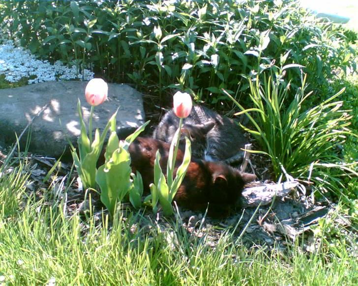 Blanding af racer Bølle billede 11