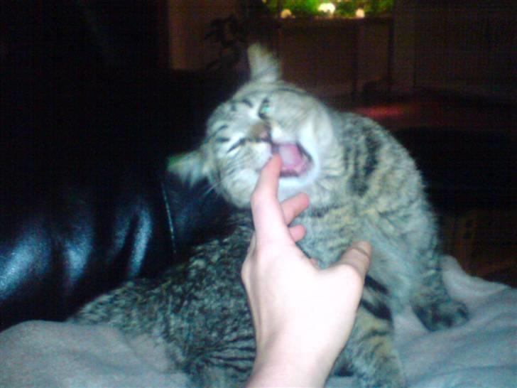 Blanding af racer Simba billede 1