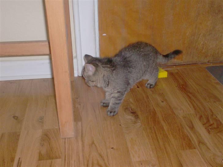 Blanding af racer Simba billede 2