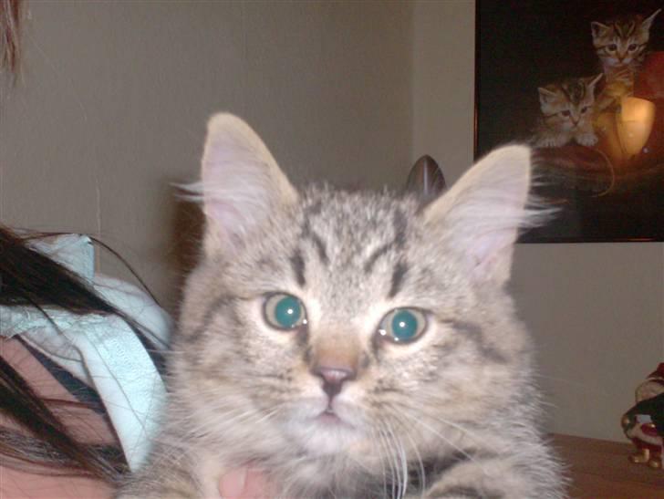 Blanding af racer Simba billede 3