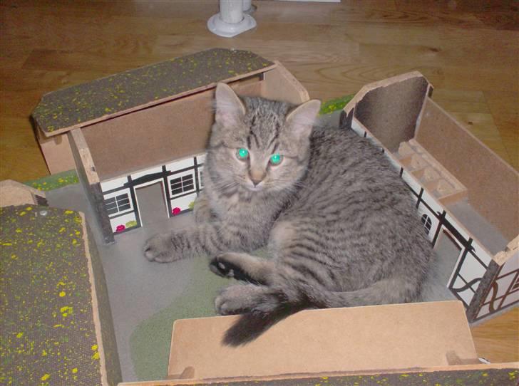 Blanding af racer Simba billede 4