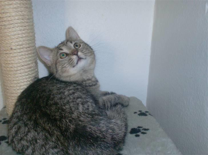 Blanding af racer Simba billede 5