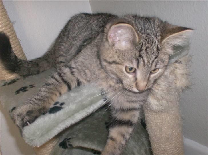 Blanding af racer Simba billede 6