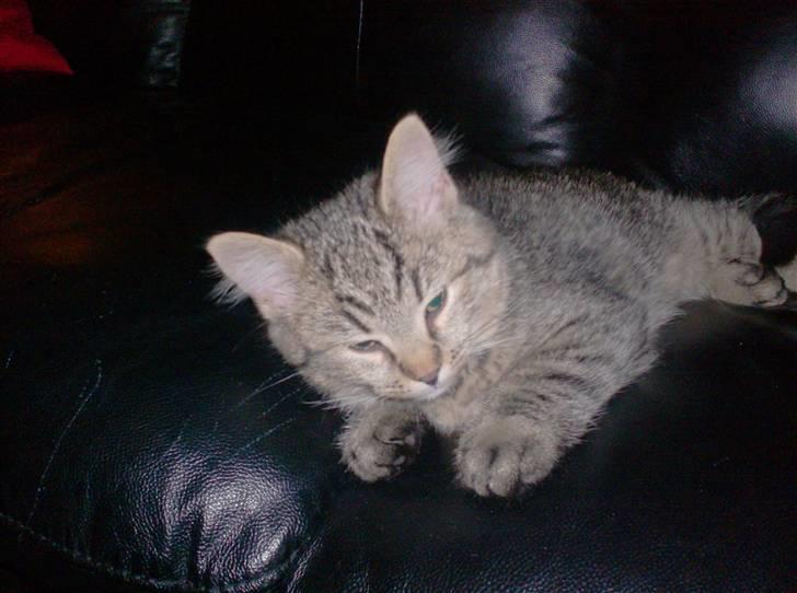 Blanding af racer Simba - her har jeg lig fået ham hjem jeg fik han den 10 /12 2007 billede 7