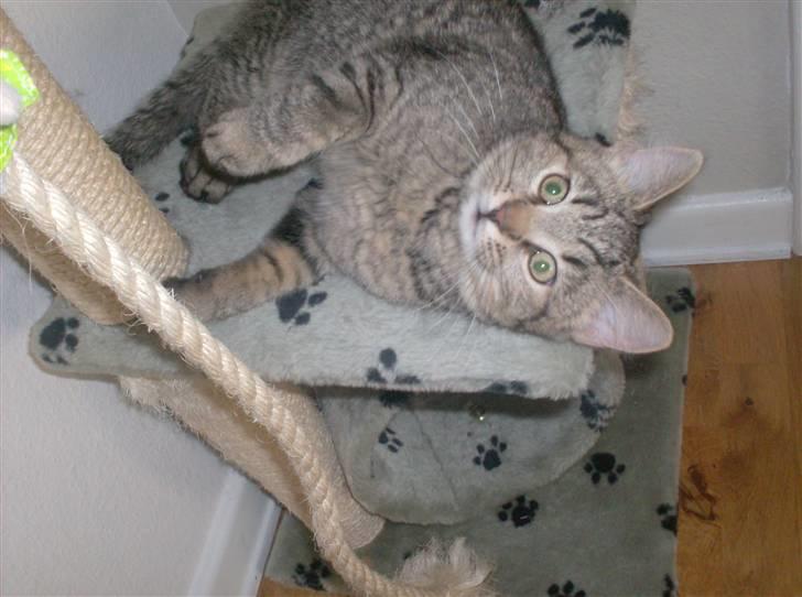 Blanding af racer Simba billede 8