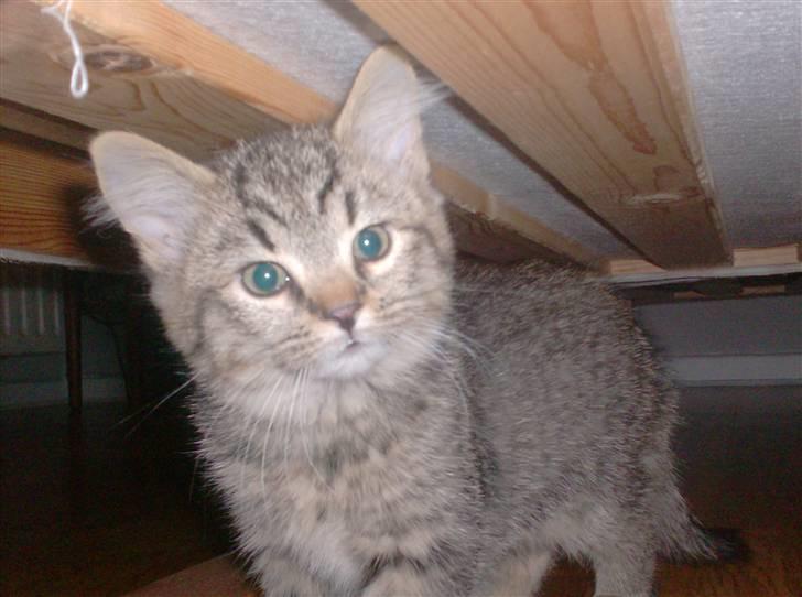 Blanding af racer Simba billede 9