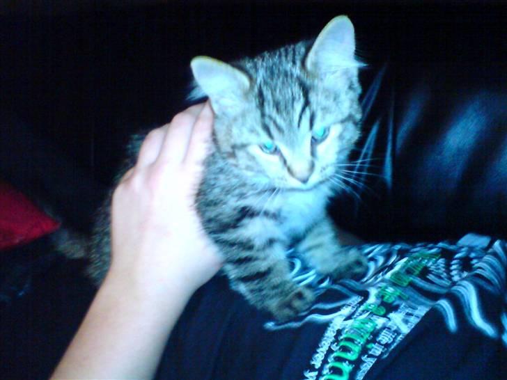 Blanding af racer Simba - her har jeg lig fået ham hjem jeg fik han den 10 /12 2007 billede 10