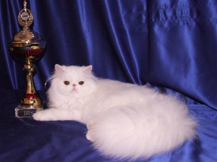 Perser Vanilla billede 10