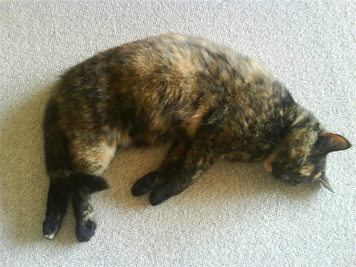 Huskat Plet billede 9