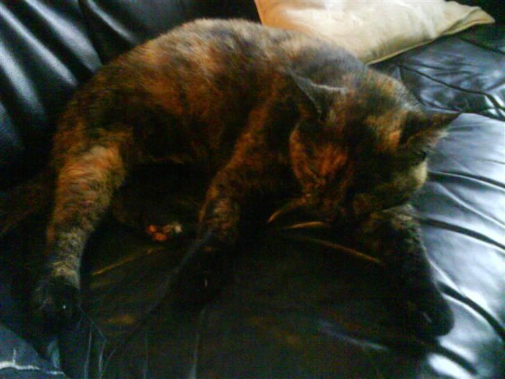 Huskat Plet billede 10