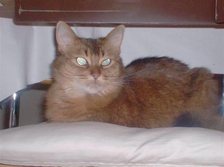 Somali Prinssen billede 8