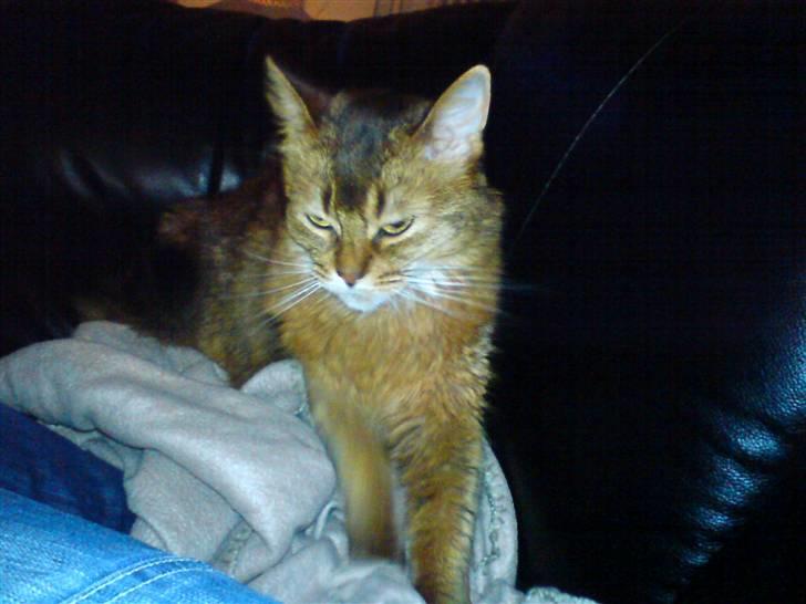 Somali Prinssen billede 9