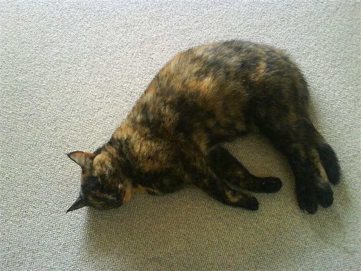 Huskat Plet billede 11