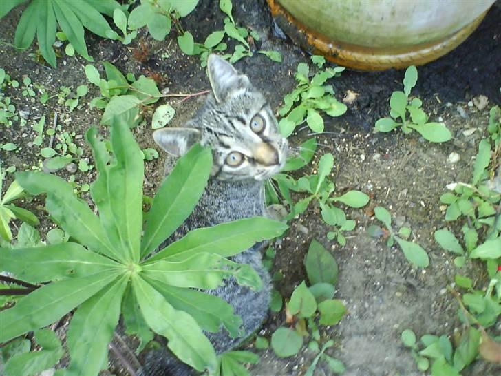 Huskat Nala - Nala billede 9