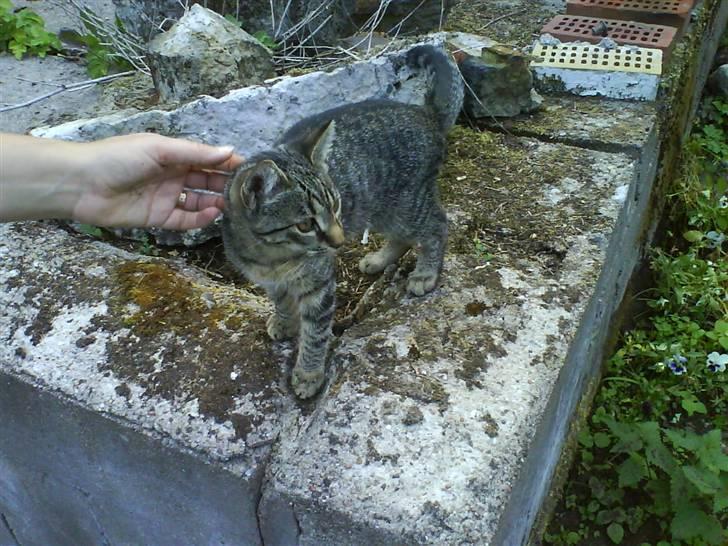 Huskat Nala - Nala billede 10