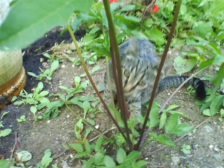 Huskat Nala - Nala billede 11