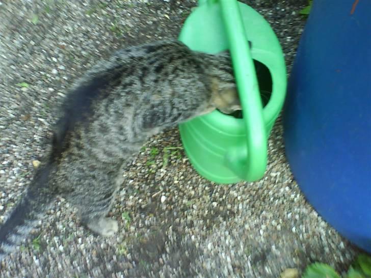 Huskat Nala - Nala billede 12