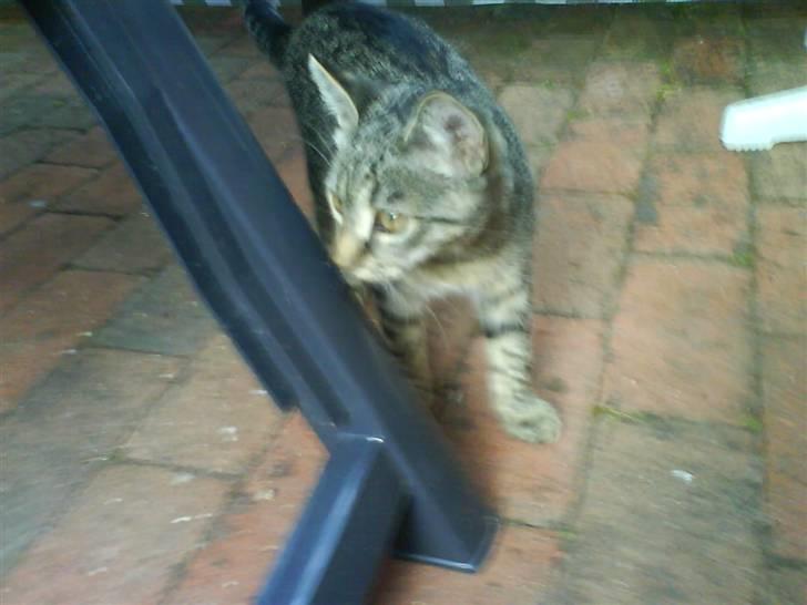 Huskat Nala - Nala billede 13