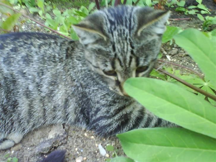 Huskat Nala - Nala billede 14